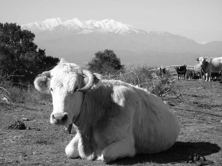 hô la vache!! & canigou